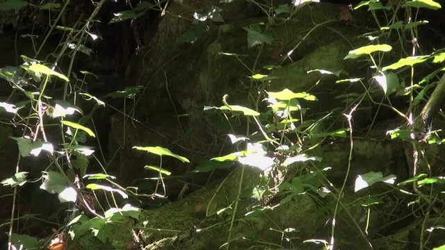 Hanging descending worm silk webbing insect nature mountain rock trees