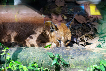 Caracal wild cat sleeping on the ground behind glass in a zoo enclosure © Roseee Visuals