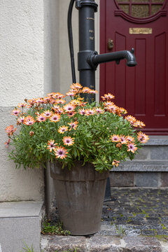 Potted flowers by building entrance on city street in daylight