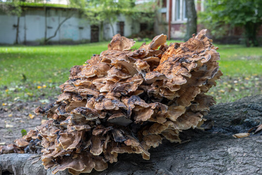 Large giant polypore mushroom cluster in urban environment showing biodiversity and nature observation
