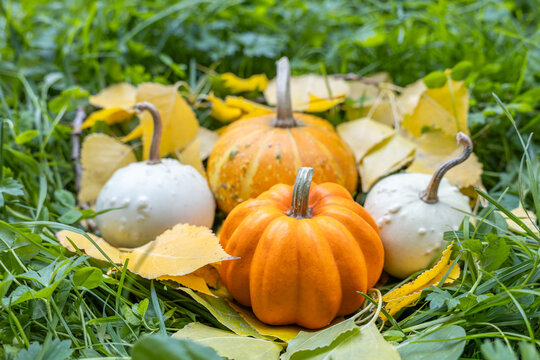 Orange and white pumpkins with yellow autumn leaves on grass creating cozy seasonal decoration