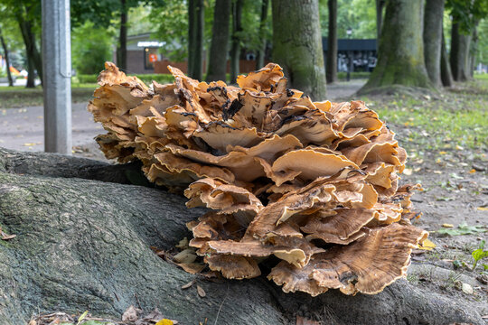 Large giant polypore mushroom cluster growing at base of tree in urban park in daylight