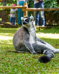 Fototapeta premium Ring-tailed lemur sitting on the grass in a wildlife park enclosure
