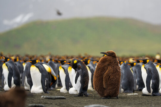View of a colony of king penguins including a fluffy brown chick at Gold Harbour in South Georgia and the South Sandwich Islands.