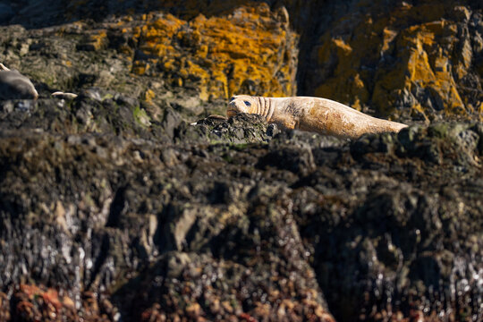 View of an elephant seal resting on the dark, lichen-covered rocks of Hercules Bay in South Georgia and the South Sandwich Islands.