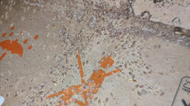 A group of termites that are actively creeping and damaging the surface of the cardboard until it is damaged and hollow.