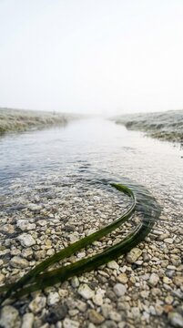 Water Weed Flowing Over Flint Gravel in a Clear Chalk Stream