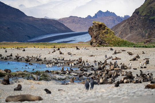 View of a large colony of fur seals and king penguins on the rocky beach of Fortuna Bay with a glacier and mountains in South Georgia and the South Sandwich Islands.