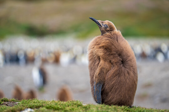 View of a fluffy brown king penguin chick standing on the grassy terrain of Fortuna Bay in South Georgia and the South Sandwich Islands.