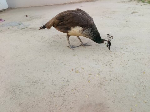 Female peacock peahen feeding on ground