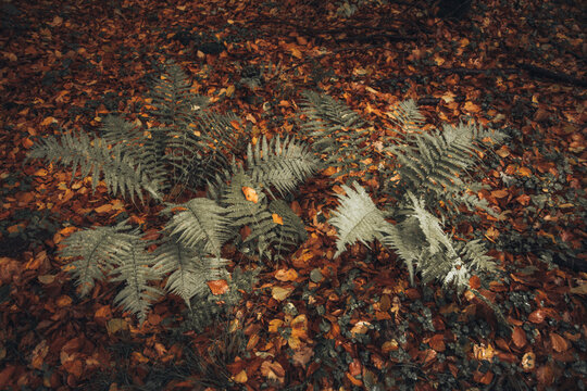 View of green ferns growing among fallen autumn leaves on a forest floor in Poland.
