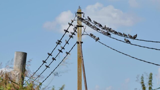 Pigeons perching and taking flight from power lines attached to a concrete pole