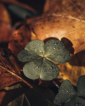 View of a green clover leaf with water droplets resting on fallen brown autumn leaves in Poland.