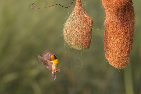 View of a Baya Weaver bird flying towards its intricate hanging nest made of woven grass in Pakistan.