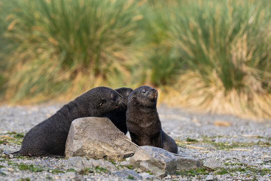View of fur seal pups resting on the rocky beach at Jason Harbour, South Georgia and the South Sandwich Islands.