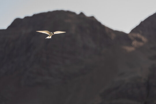 View of an Arctic Tern in flight against a blurred mountainous background at Jason Harbour, South Georgia and the South Sandwich Islands.