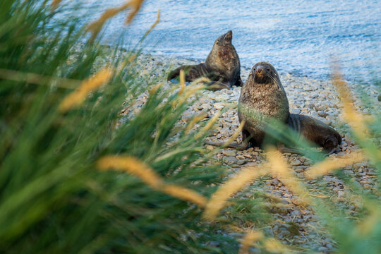 View of two fur seals resting on the pebble beach at Jason Harbour, South Georgia and the South Sandwich Islands.