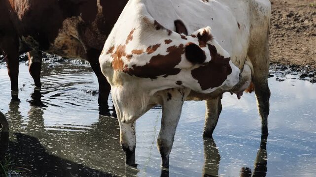 Dairy cow standing in water puddle on a farm, looking at camera