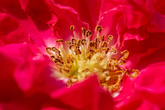View of a vibrant red rose flower with detailed stamens and soft petals in Pakistan.