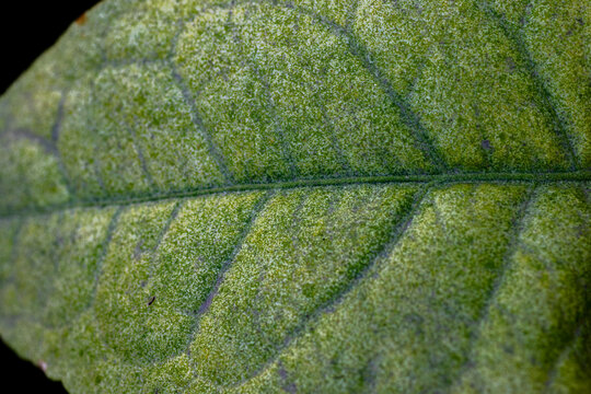 View of a detailed green leaf showing intricate vein patterns and textured surface in Pakistan.