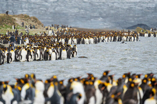 View of a large colony of King Penguins at Saint Andrew's Bay, South Georgia and the South Sandwich Islands.