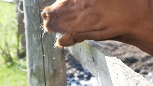 Cow muzzle close-up with drool, livestock showing natural behavior on farm