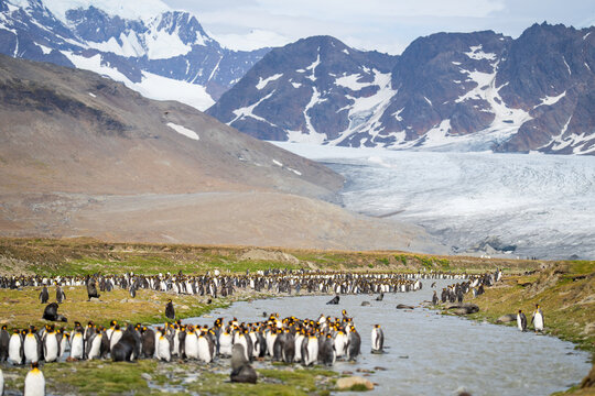 View of a large colony of King Penguins gathered along a stream in Saint Andrew's Bay with a glacier and snow-capped mountains in the background in South Georgia and the South Sandwich Islands.