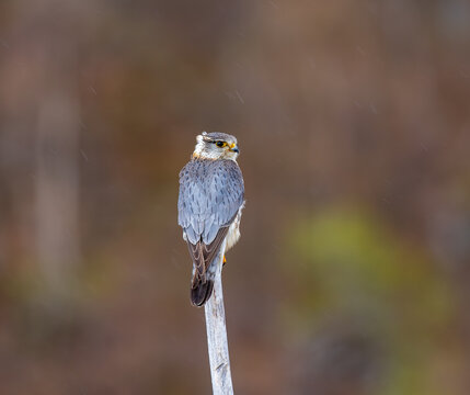 View of a merlin perched on a weathered wooden branch against a soft-focus natural background in Fjord, More og Romsdal, Norway.