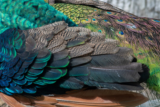 View of iridescent peacock feathers with intricate patterns and vibrant blue, green, and gold colors in Pakistan.