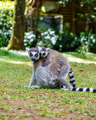 Fototapeta premium Ring-tailed lemur mother and baby making eye contact with the camera while resting on the grass