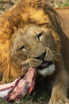 View of a majestic male lion with a thick golden mane feeding on raw meat in the wild in Pakistan.