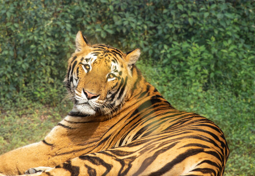 View of a tiger resting in a grassy enclosure in Pakistan.