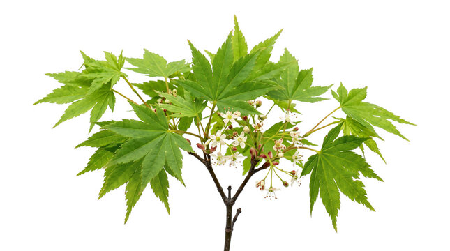 Delicate Japanese Maple Acer Palmatum branch with vibrant green leaves and small white flowers in spring PNG Isolated on transparent background