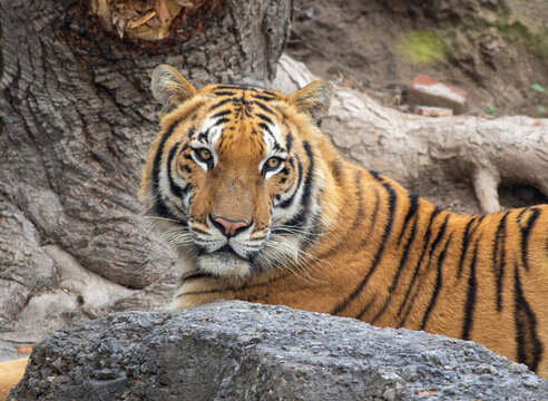 View of a majestic tiger resting near a large tree trunk and rocky terrain in Pakistan.