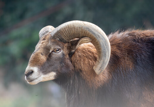 View of a urial with large curved horns in Pakistan.