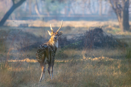 View of a spotted deer standing in a grassy field and looking back in the soft morning light in Pakistan.