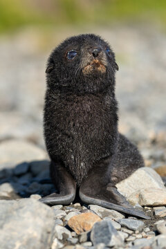 View of a young fur seal pup sitting on the rocky beach of Stromness, South Georgia and the South Sandwich Islands.