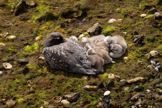 View of a steamer duck resting with its fluffy ducklings on a mossy rocky shoreline in Stanley, East Falkland, Falkland Islands.