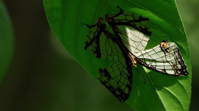 Closeup video of a common map butterfly, Cyrestis thyodamas, resting quietly on the underside of a green plant leaf during summer in Himachal Pradesh, India.