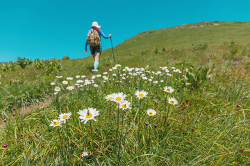 Obraz premium Woman with a backpack and trekking pole walking through a field of wildflowers on a sunny day, enjoying nature exploration