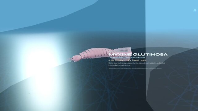 3D educational animation of Atlantic hagfish Myxine glutinosa demonstrating its unique slime defense mechanism against a shark predator in the ocean