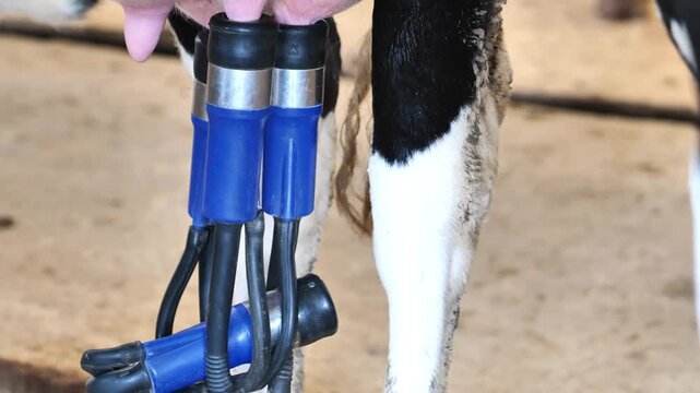 Milking machine extracting milk from cow udder at a dairy farm