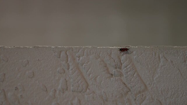 Red firebug insect crawling along a textured white wall close up