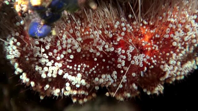 A close up shot of a red sea urchin on coral reef at night