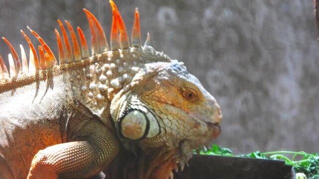 Macro footage capturing a large iguana opening its mouth to chew fruit inside a terrarium habitat. The detailed clip showcases the vibrant dorsal spines, textured scales, and feeding behavior of the t