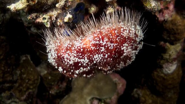A red and white sea urchin on coral reef sitting upside down on a coral reef in the Red Sea at night