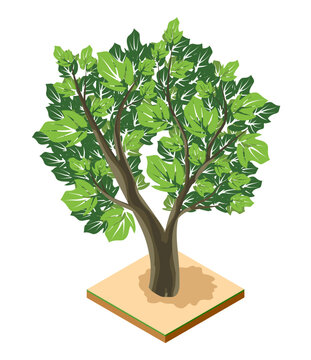 Green tree growing on isometric land block