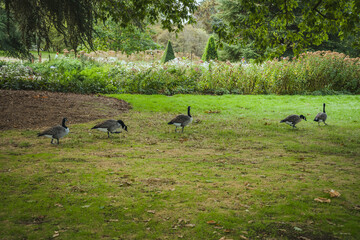 Several geese walking and grazing across a grassy park lawn, surrounded by green trees and natural landscape in a peaceful outdoor setting. © Anastasia