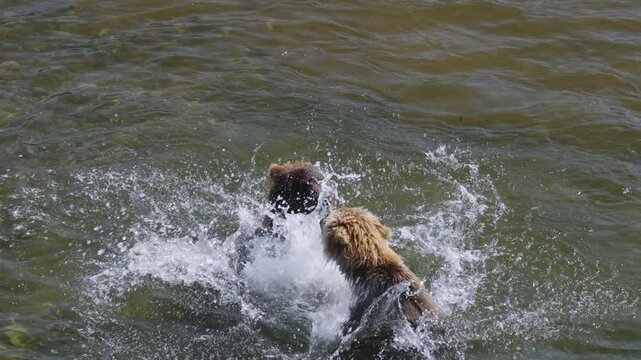 A top down view of two brown bear attempting to catch red sockeye salmon and fighting in the rivers of Katmai National Park, Alaska USA