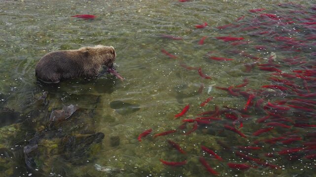 A top down view of a brown bear attempting to catch red sockeye salmon in the rivers of Katmai National Park, Alaska USA